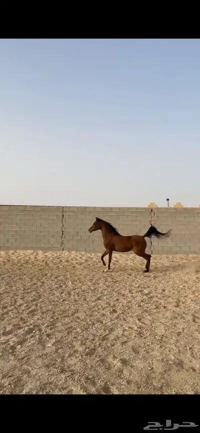 فرس جمال واهو 2
