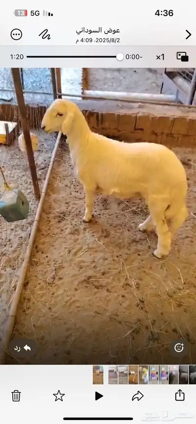 تمنيه شعف شهران 0