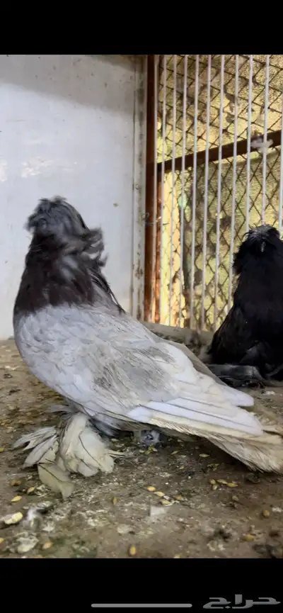 حمام بخاره 14