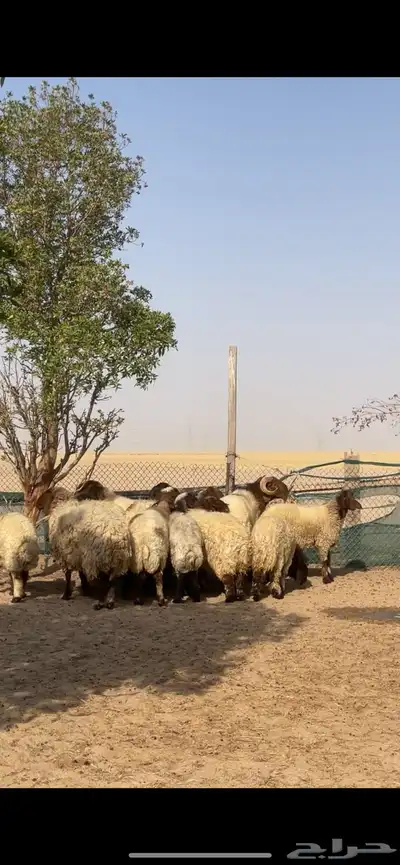 غنم نعيم صنف بفحلها 15