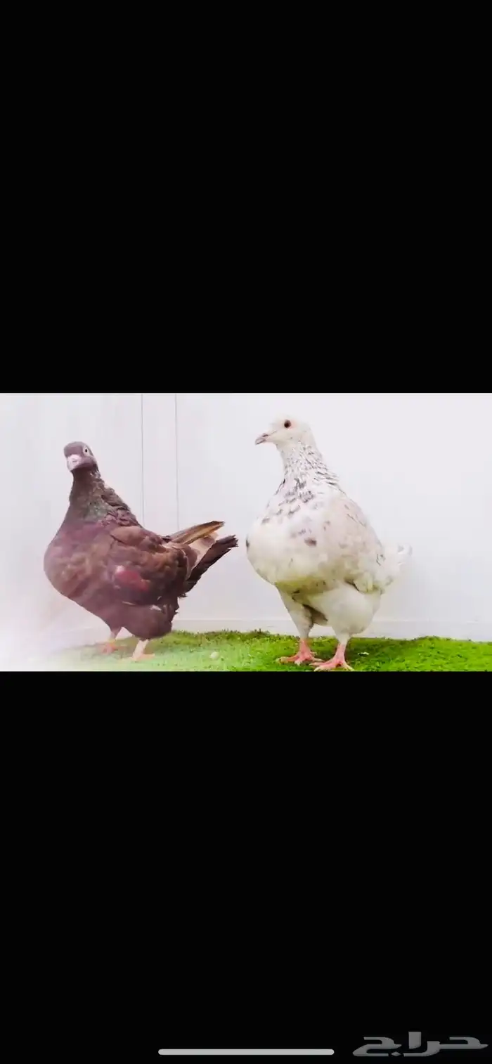 زوج تاكسن top 5