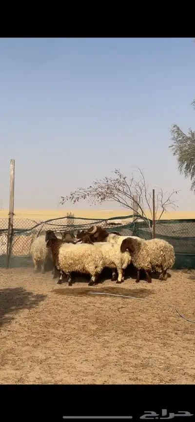 غنم نعيم صنف بفحلها 28