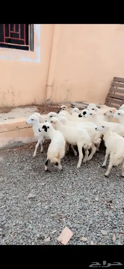 رخال وخرفان 1