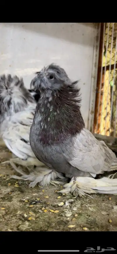 حمام بخاره 15