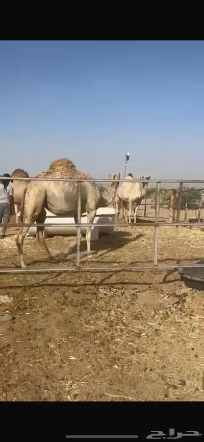 ملاقي بكره طيبه جرم وطول ما شاءالله 1