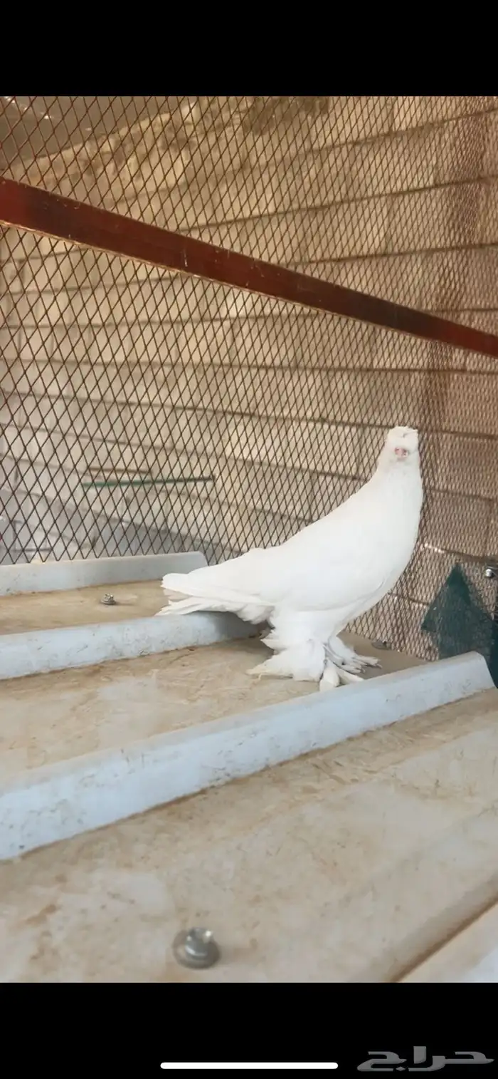 حمام تركي(تم البيع). 1
