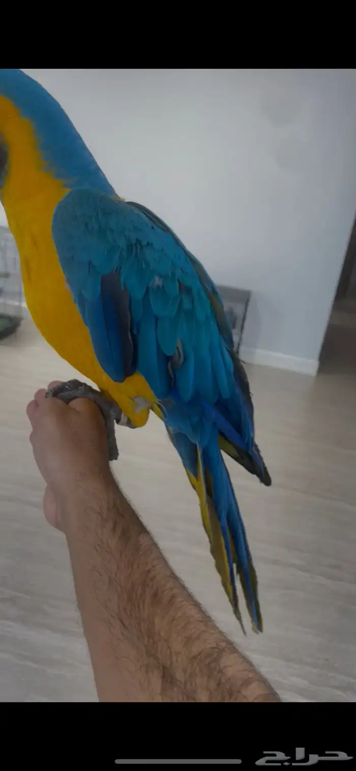 مكاو بلو اند قولد اليف ومتكلم ( تم البيع ) 7