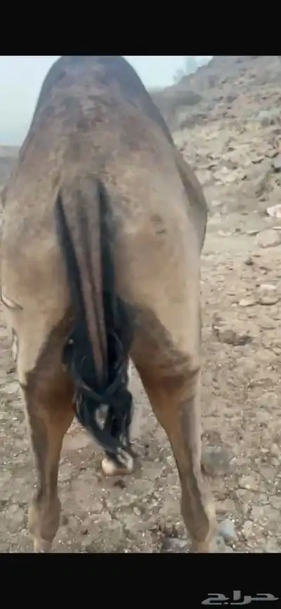 بكره ساحليه ملاقي للبيع 1
