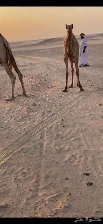 هجن 0