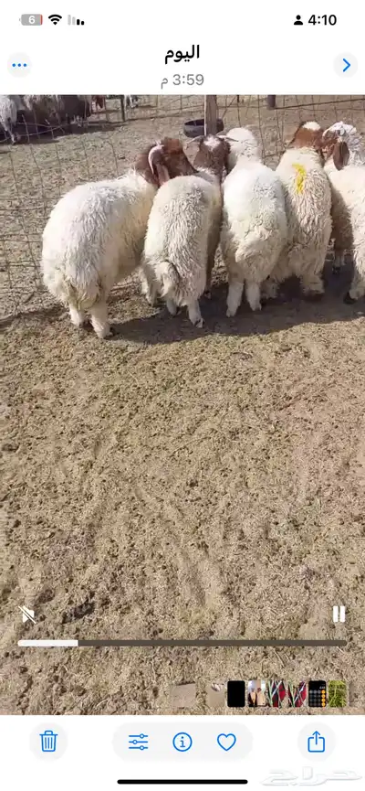 العدد 5 خرفان 0