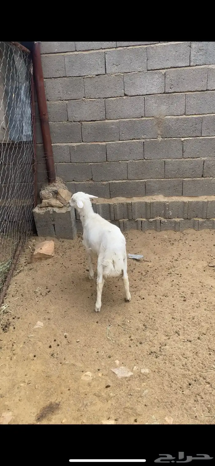 طلي ذبيحه 2