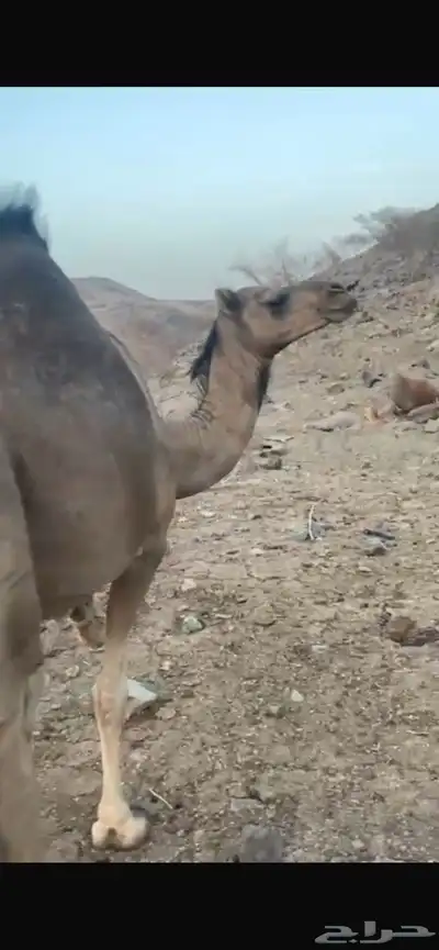 بكره ساحليه ملاقي للبيع 0