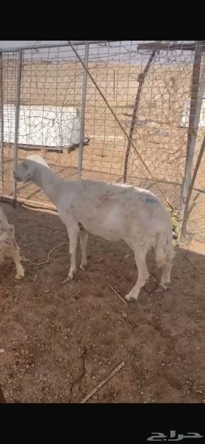 غنم حريات 2