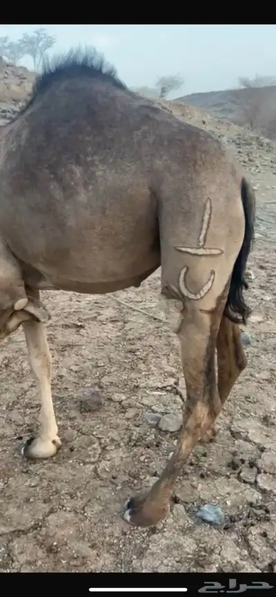 بكره ساحليه ملاقي للبيع 5