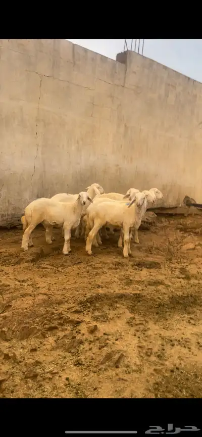 8خرفان للبيع العمر من 4 إلى 5 شهور 1