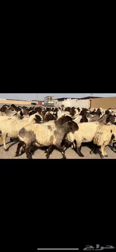 غنم نعيم مراح شرط الدفيع 3