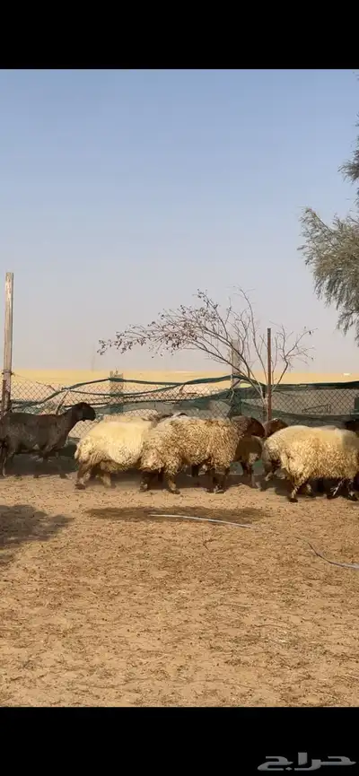 غنم نعيم صنف بفحلها 9