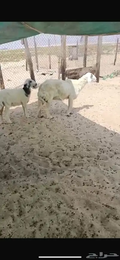 رغوث صافه تحتها رخل فل العمر فوق شهرين ديد سلم 0