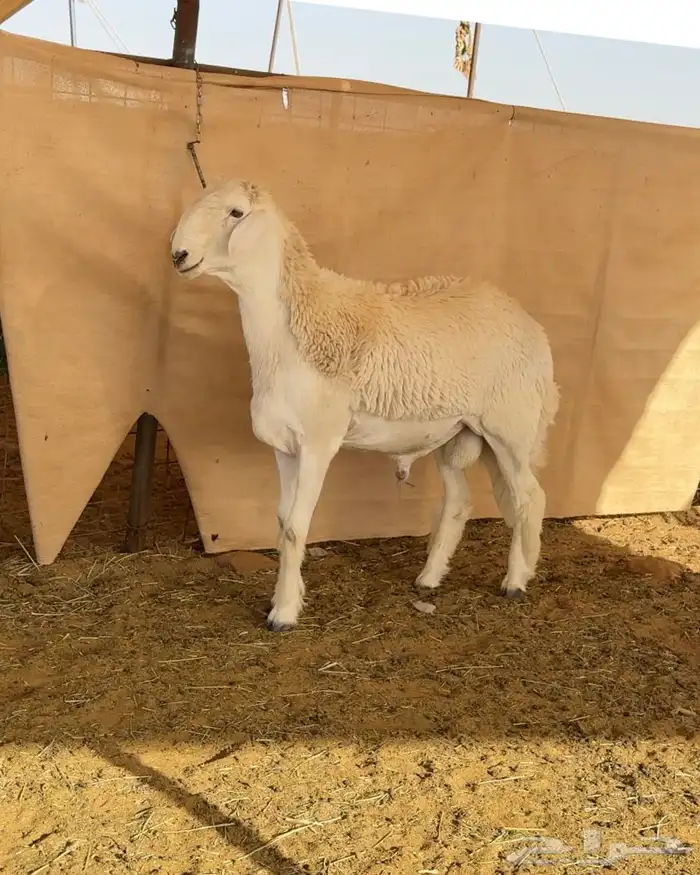 جذع حري مشروع فحل ( معرف ) 2