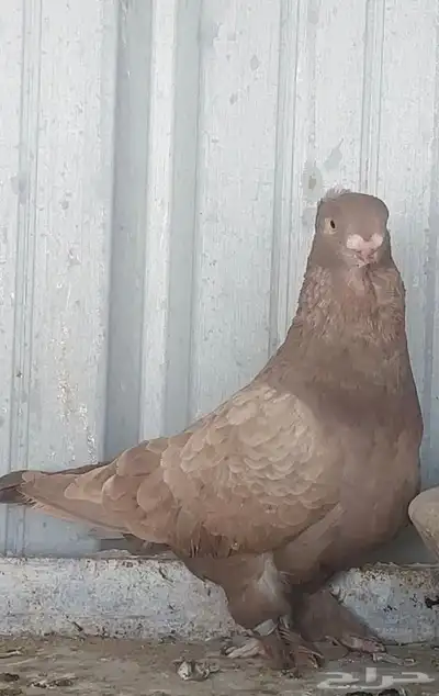 جوزين حمام زينة 2