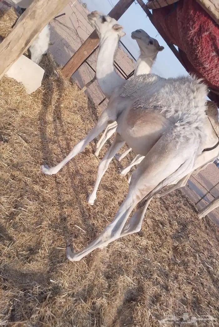 قعدان للبيع 0