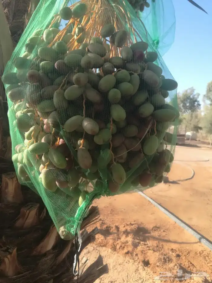 ثمار نخل للبيع 6