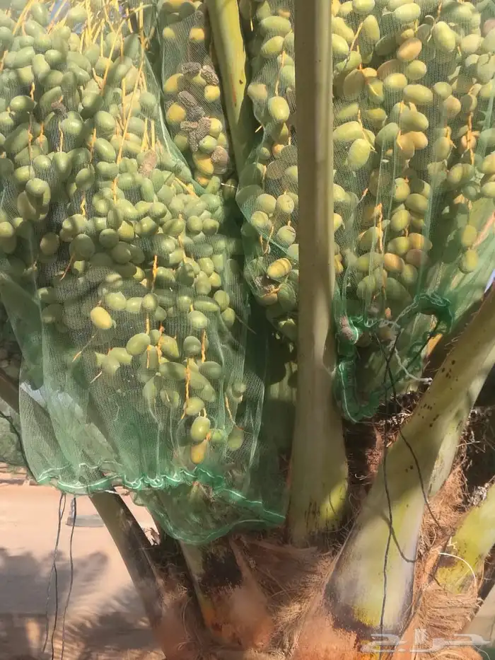 ثمار نخل للبيع 4