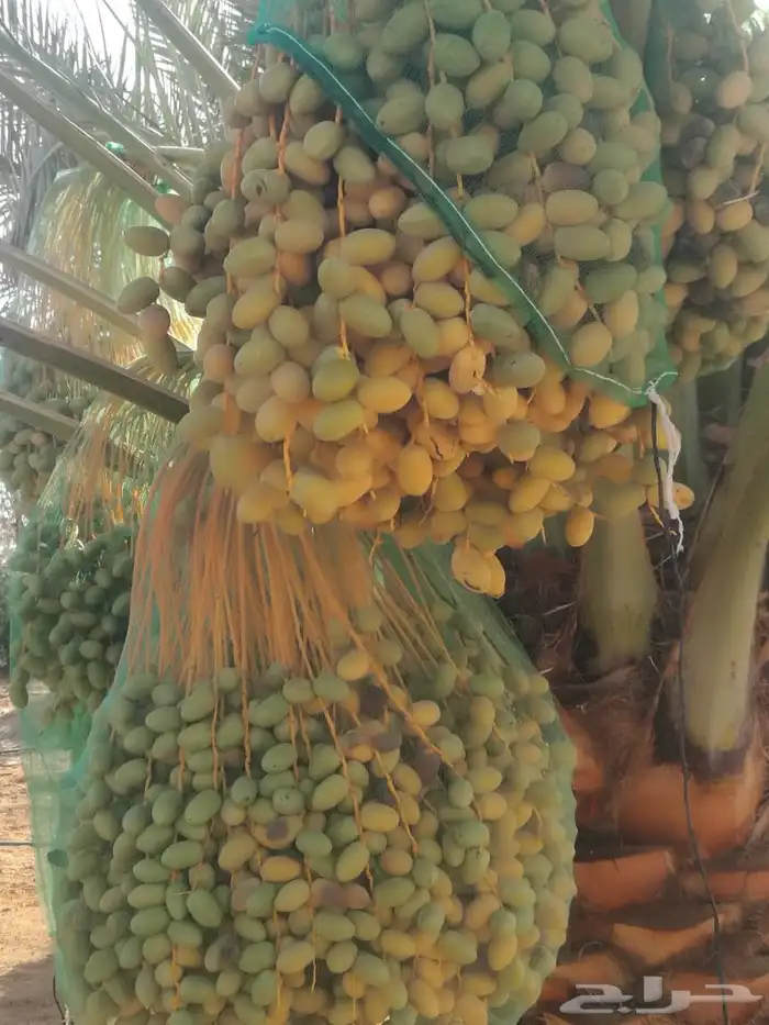 ثمار نخل للبيع 7