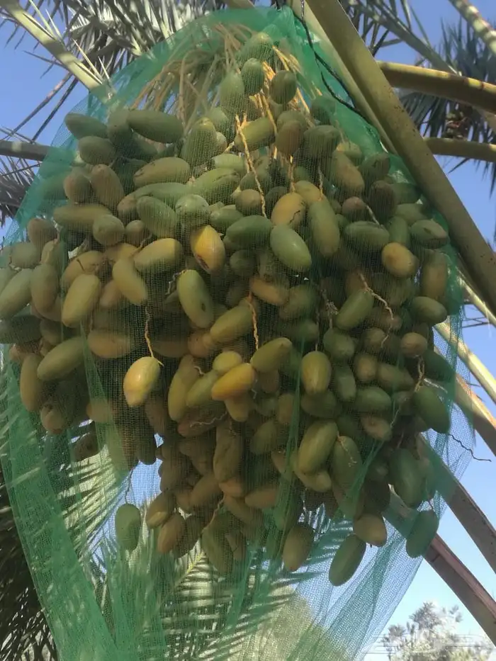 ثمار نخل للبيع 3
