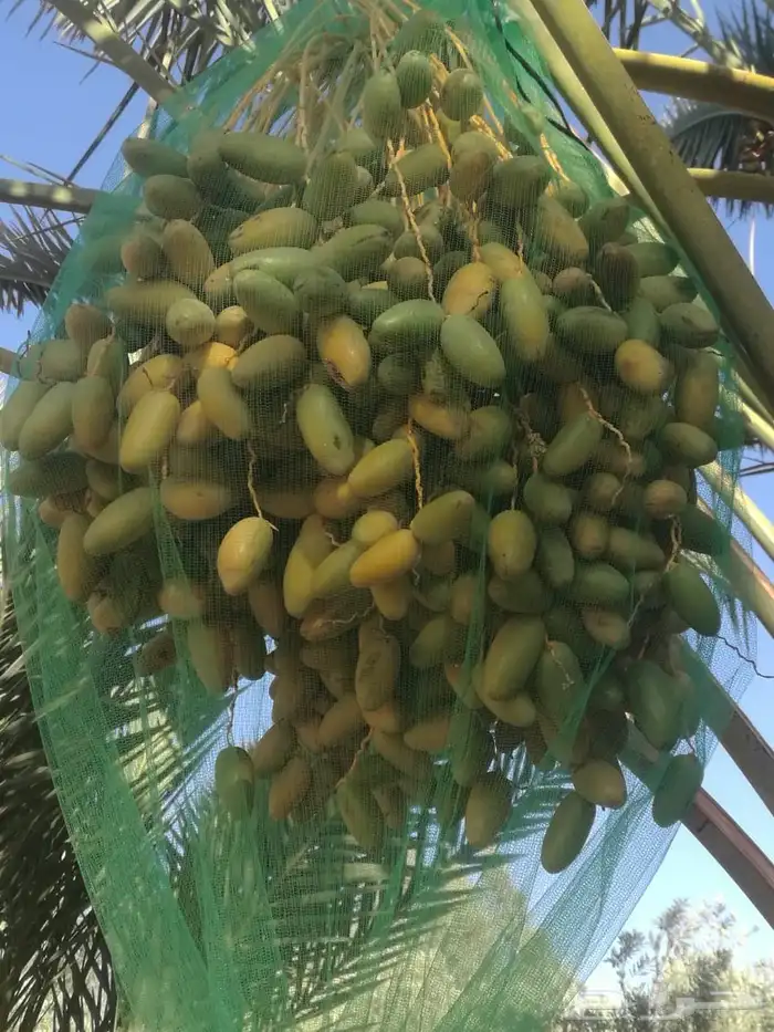 ثمار نخل للبيع 10