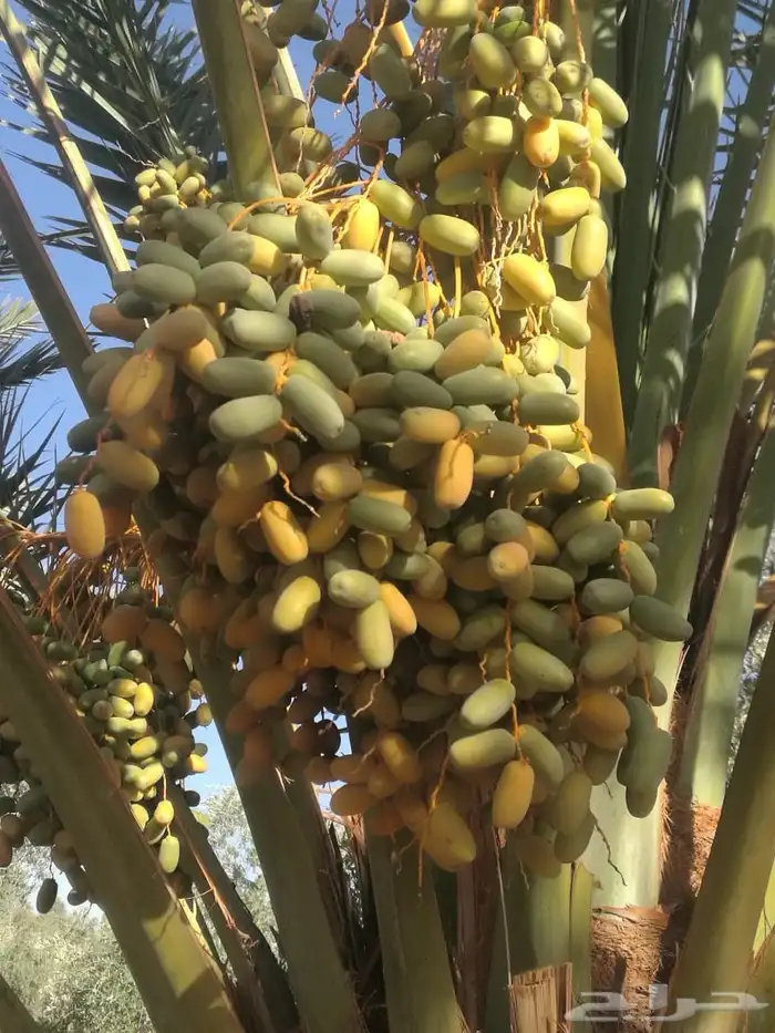 ثمار نخل للبيع 11