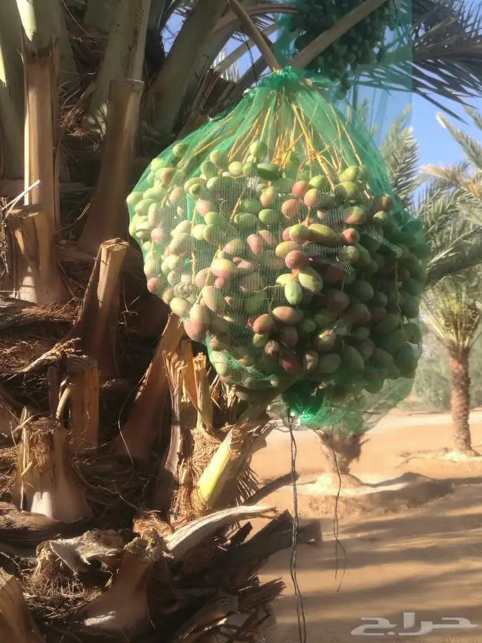 ثمار نخل للبيع 9