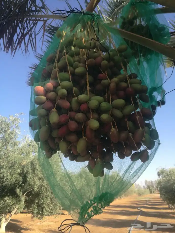 ثمار نخل للبيع 1