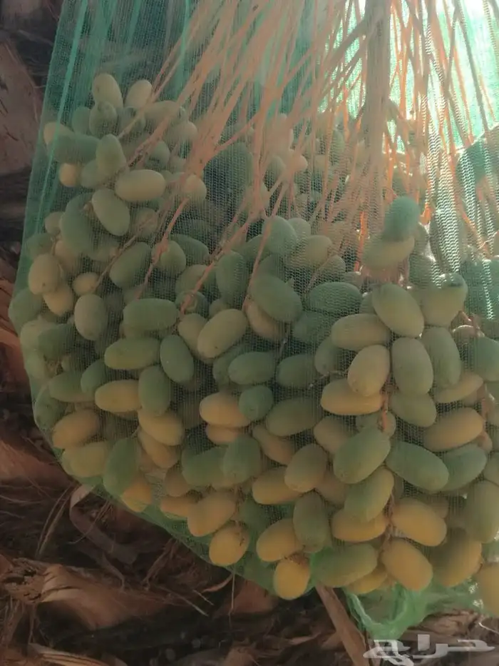 ثمار نخل للبيع 2