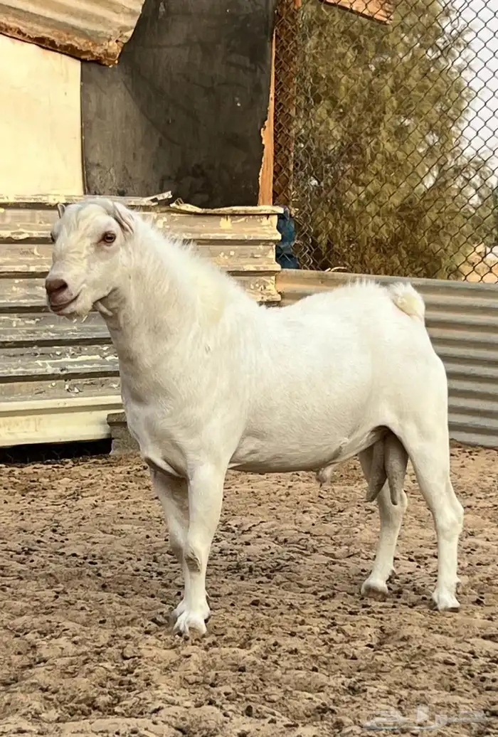 فحل ابرص منتج للبيع 4