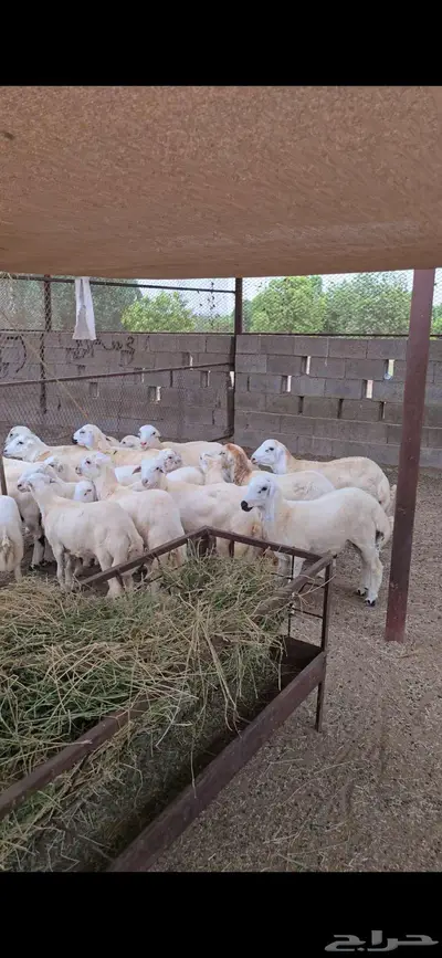 ذبايح 0