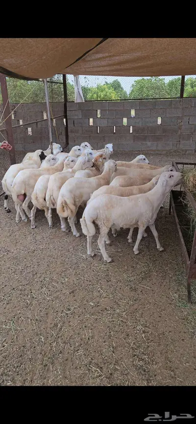 ذبايح 2