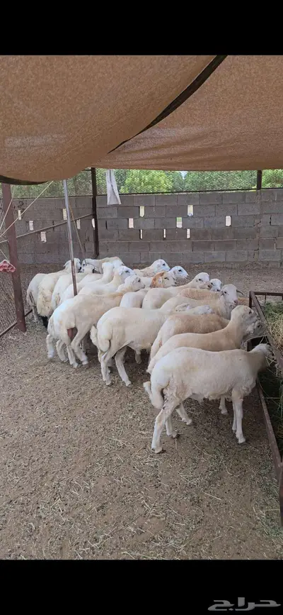 ذبايح 1