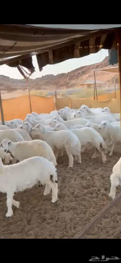 ذبايخ فاخره من الطايف 0