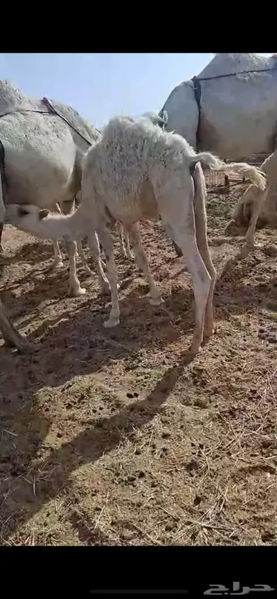 قعود لباني طيبه 1