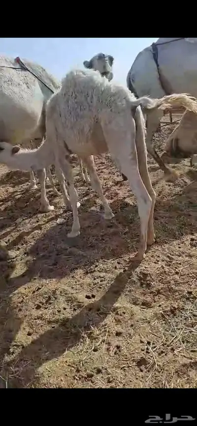 قعود لباني طيبه 2