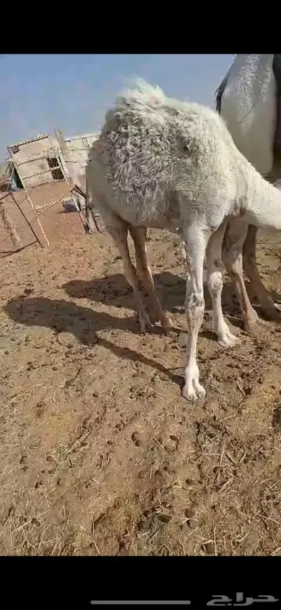 قعود لباني طيبه 0