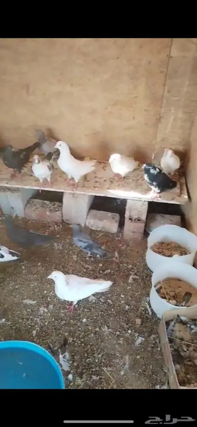 حمام مشكل للبيع 2