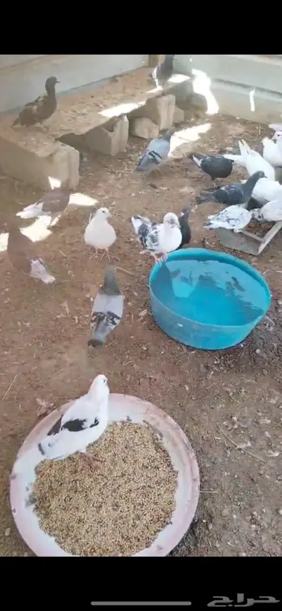 حمام مشكل للبيع 4