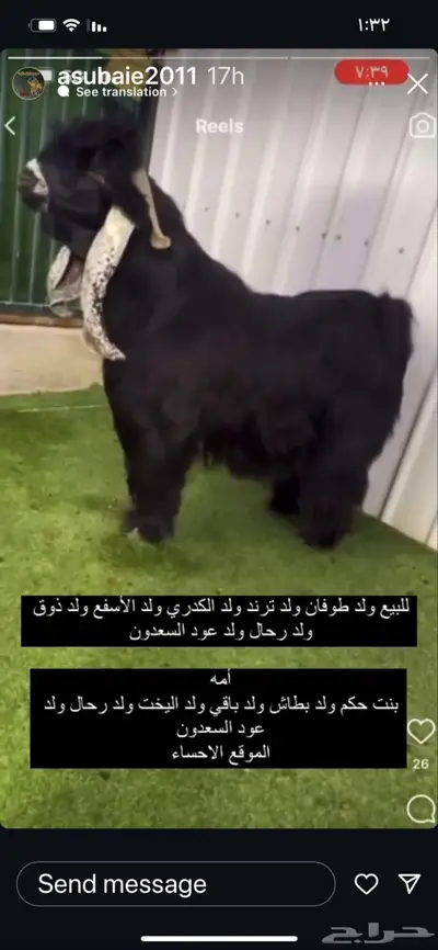 تيس عارضي بالاحساء 0