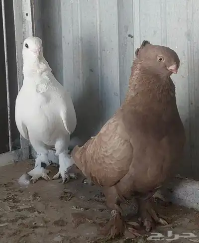 جوزين حمام زينة 0