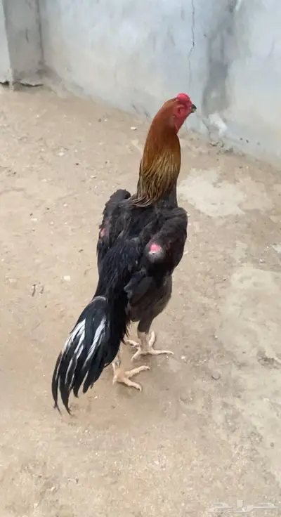شامو الماني 4