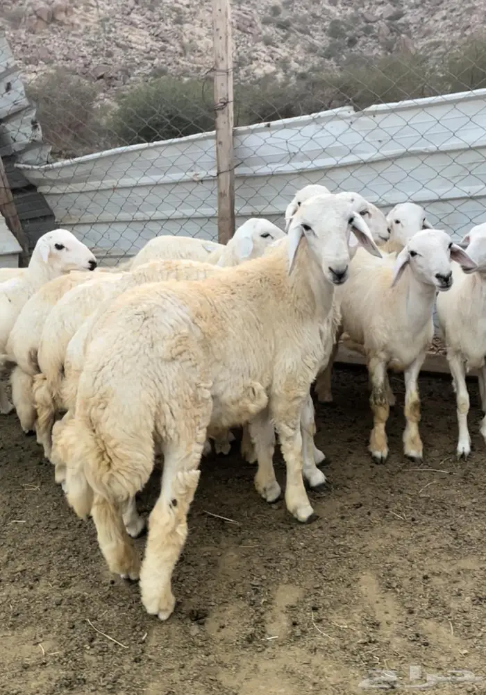 ذبايح طليان حريه سواكن مع التوصيل 10