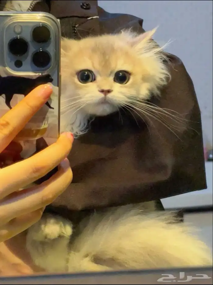 قطط للبيع هملايا صغيره 0