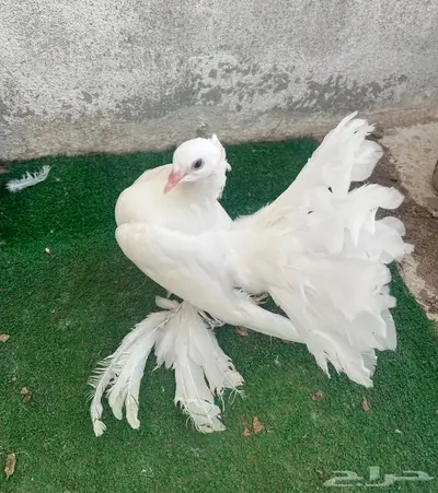 طبات رقاص هندي فاخره 1